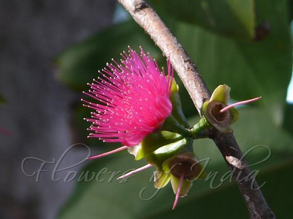 Malay Apple